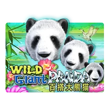 Wild Giant Panda - CAMPSLOT138